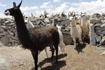 Bolivia prevé enviar 2 toneladas mensuales de carne de llama a EEUU