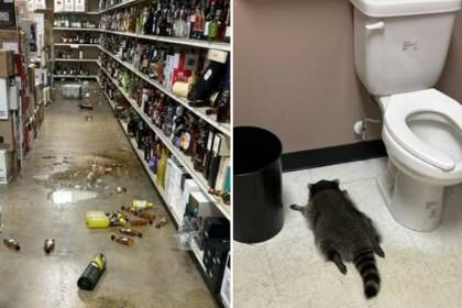 Video: Mapache causa estragos tras emborracharse en una licorería y queda dormido en el piso