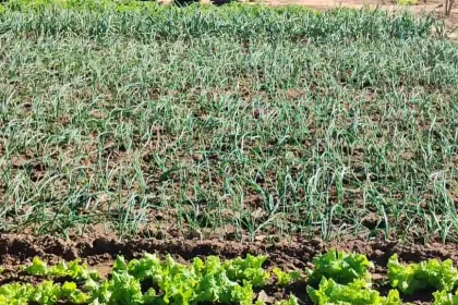 Helada en Vallegrande afecta cultivos: “La temperatura fue de -1 ºC”, informa la Alcaldía