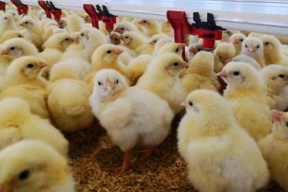 Advierten sobreoferta de pollo con nueva planta estatal y posible quiebra de pequeños productores