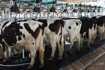 Lecheros piden levantar regulaciones y banda de precios ante altos costos de producción