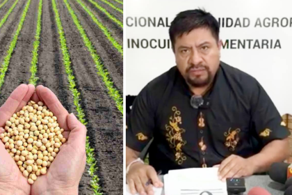 Siembra de verano: Gobierno dice que se cubrió casi el 100% del área proyectada para soya, maíz y arroz