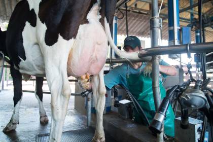 Regulación de precios frena la producción y reactivación del sector lechero, advierte Fedeple