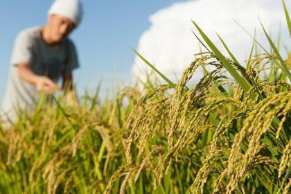 Arroceros de Beni prevén cosechar 40.000 toneladas del grano en la cosecha temprana