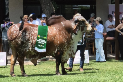 Sector pecuario protagoniza la antesala de Expocruz 2025 con el juzgamiento de bovinos cebuinos