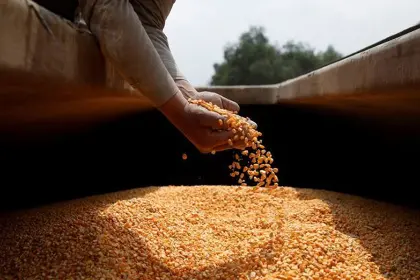 Productores cuestionan que el Gobierno opte por importar maíz transgénico y no dé curso a la biotecnología