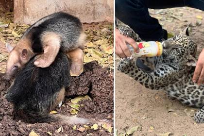 Santa Cruz: 89 animales silvestres fueron rescatados de incendios que ya arrasaron 3,34 millones de hectáreas