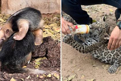 Santa Cruz: 89 animales silvestres fueron rescatados de incendios que ya arrasaron 3,34 millones de hectáreas