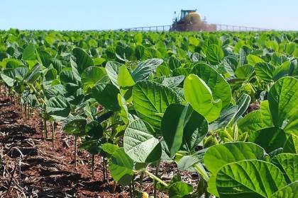 Anapo: Sequía trunca siembra de soya de invierno y alcanza un 80% de lo proyectado