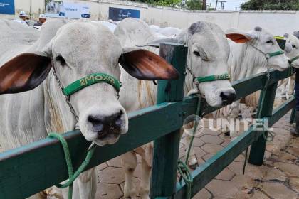 Genética bovina despierta expectativas de negocio: Se realizarán 13 remates en Expocruz