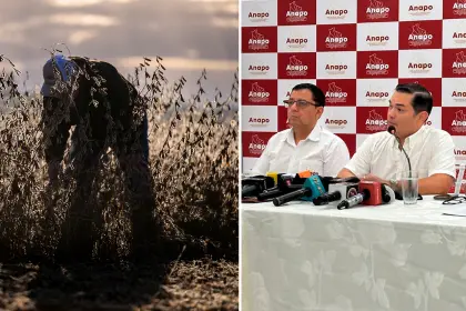 Anapo: Producción de granos este año llega a 5,6 millones de toneladas, 91% más que en 2024