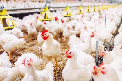 Fin a la subvención al diésel: Avicultores evalúan subir el precio del kilo de pollo vivo a Bs 15