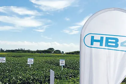 Biotecnología: Anapo prevé la siembra de soya HB4 para el verano 2026-2027