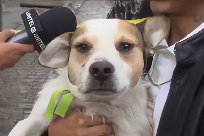 Perro reportado como desaparecido es hallado en el incendio de una casa patrimonial en La Paz