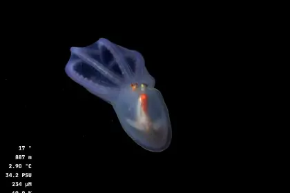 Video: Submarino transmite en vivo cómo se ve el mar a más de 3.000 metros de profundidad