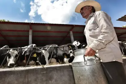 Lecheros de Cochabamba denuncian afectación por contrabando y franja de precios