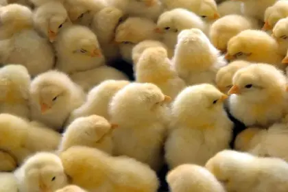 Productores avícolas advierten impacto por falta de garrafas de gas en granjas cruceñas