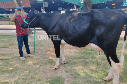 Se rompe el récord nacional de producción de leche en Expocruz en la categoría ‘Vaca menor’