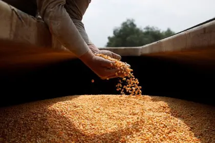 Sector productivo pide al Gobierno importar 500.000 toneladas de maíz para cubrir déficit
