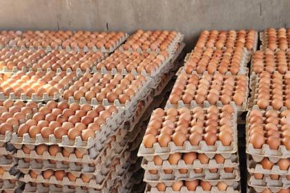 Bloqueos frenan la distribución de huevos; granjas de Cochabamba acumulan su producción 