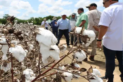 Agro concluye validación de tres semillas de algodón con biotecnología y espera su aprobación