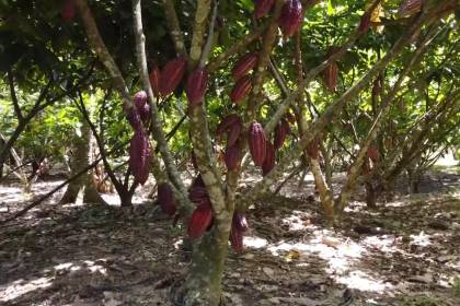 Falta de diésel golpea al cacao de exportación y limita el cumplimiento con mercados externos, señalan productores