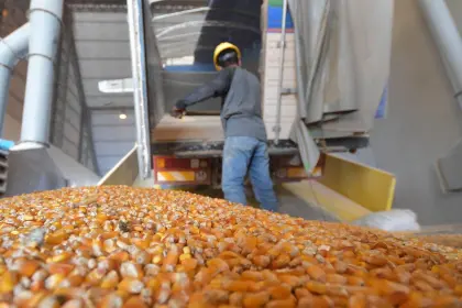 No solo es la harina, Gobierno advierte esquemas de corrupción en la subvención al maíz y al trigo