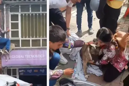 Video: Por perseguir un gato, un perro quedó colgado de unos cables; los vecinos lo rescataron 