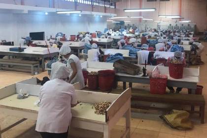 Bloqueos agravan la crisis de la cadena de castaña y Cadexnor advierte paralización de operaciones