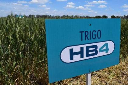Anapo reporta la aprobación del evento en trigo HB4 y apunta a producir la semilla en Bolivia