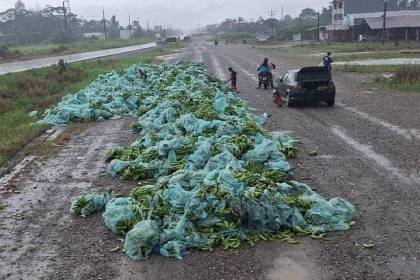 Bloqueos: Bananeros tiran su producción en carretera como protesta y reportan pérdidas por $us 5,5 millones