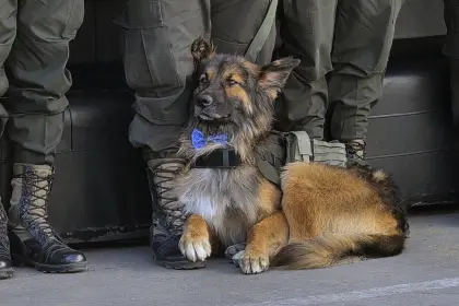 Rex, el perro que participó en los desbloqueos, recibe el grado de subteniente y se incorpora a la Policía Boliviana