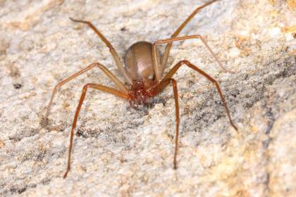 Niña de 4 años queda en terapia intensiva tras ser picada por una araña de rincón
