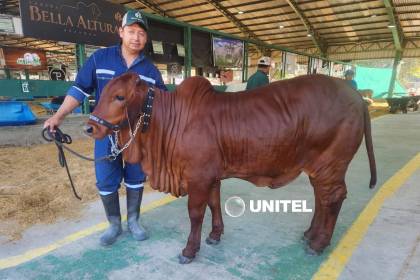 El peculiar color ‘rojo cereza’ de una vaca Brahman se roba las miradas en Expocruz 2026