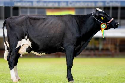 Catalina FIV reina por tercera vez en Expocruz al coronarse como la vaca más lechera