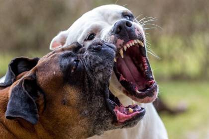 Ataque de tres perros deja a una mujer hospitalizada con graves heridas en el rostro, brazos y pies