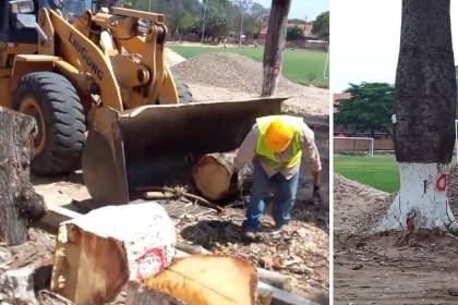 Vecinos de Porongo denuncian tala de árboles en obras de remodelación de la plaza principal del municipio