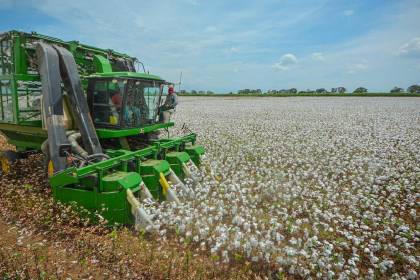 Uso de biotecnología motiva a productores de algodón que estiman pasar de 2.000 20.000 hectáreas cultivadas