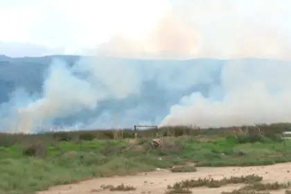 Incendio forestal en la laguna de Quenamari afectó a varias especies nativas y animales