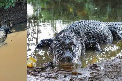 Fallece Jesús, el caimán negro símbolo de la fauna beniana