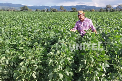 Productores de los valles cruceños apuestan por la soya y duplican rendimientos