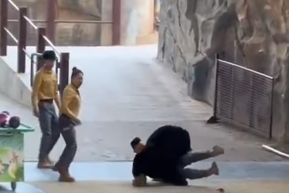 Imágenes sensibles: Un oso ataca a su entrenador durante espectáculo en un zoológico