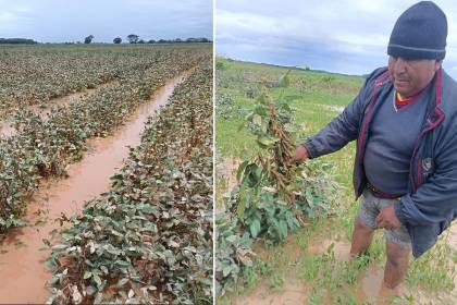 Soya se echa a perder en campos de San Pedro tras inundaciones y retraso de la cosecha