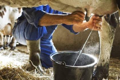 Cochabamba: Por bloqueos, sector lechero advierte que perderá 335 mil litros diarios 