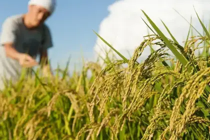 Arroceros rechazan nuevo régimen del diésel: “Esto va a provocar un riesgo inminente a la seguridad alimentaria”