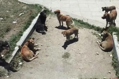 Once casos de rabia canina en Cochabamba, el último perro detectado mordió a su dueño
