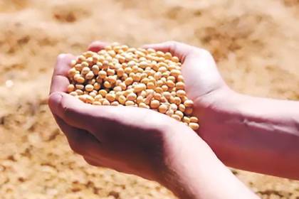 “Sin diésel, el grano se queda en el campo”: Anapo alerta que aún resta 30% de soya por sembrar en el norte cruceño
