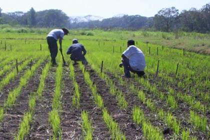 Desde marzo se aplicará guías de movimiento para la producción de arroz, anuncia el Gobierno