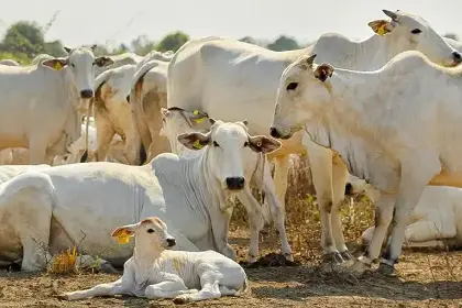 Entra en vigencia la ley que endurece las penas por el robo de ganado y ahora se menciona el uso armas