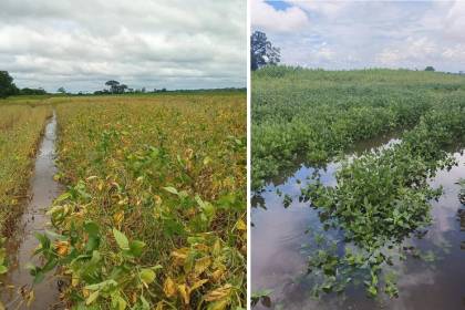 Lluvias golpean al agro: Anapo estima merma de 400.000 toneladas en la producción soyera de verano